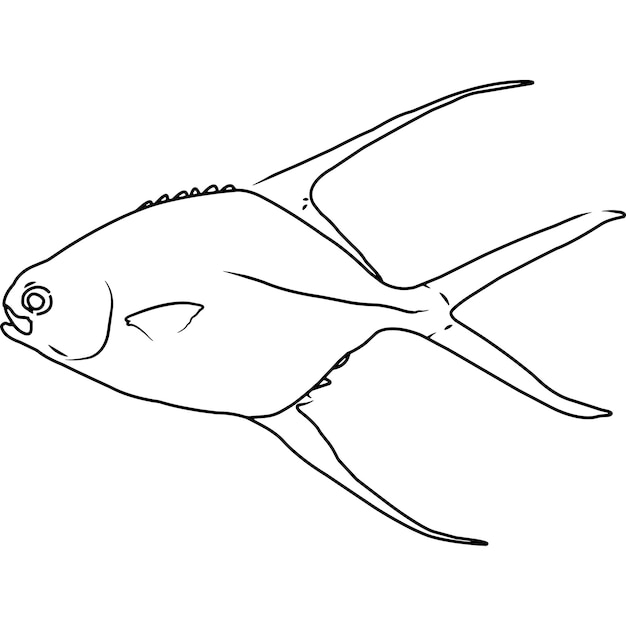 Palometa Jack Hand sketched hand drawn vector clipart