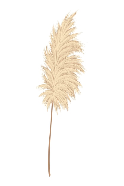 Pampas grass branches Dry feathery head plumes used in flower arrangements ornamental displays interior decoration fabric print wallpaper wedding card Golden ornament element in boho style