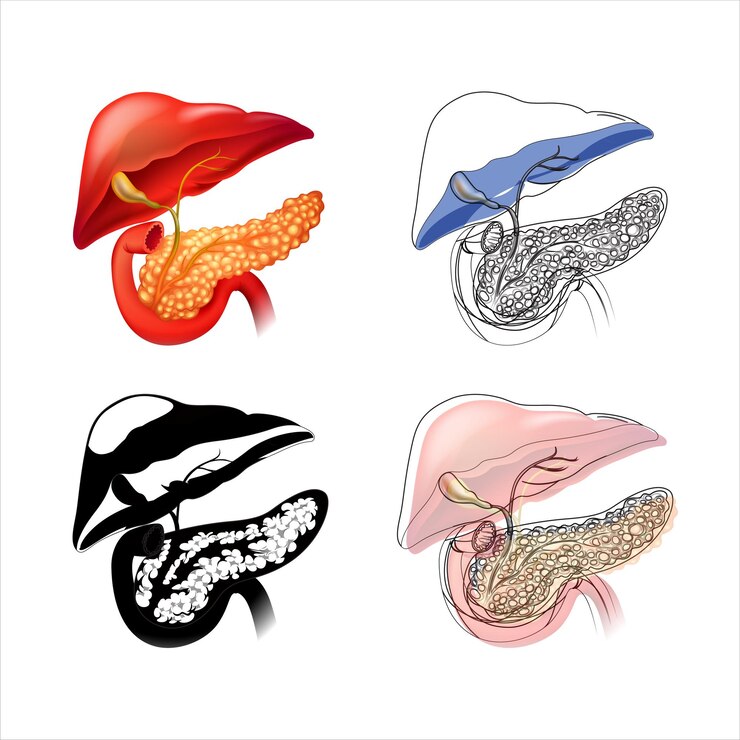 Vector panceras organ vector icon