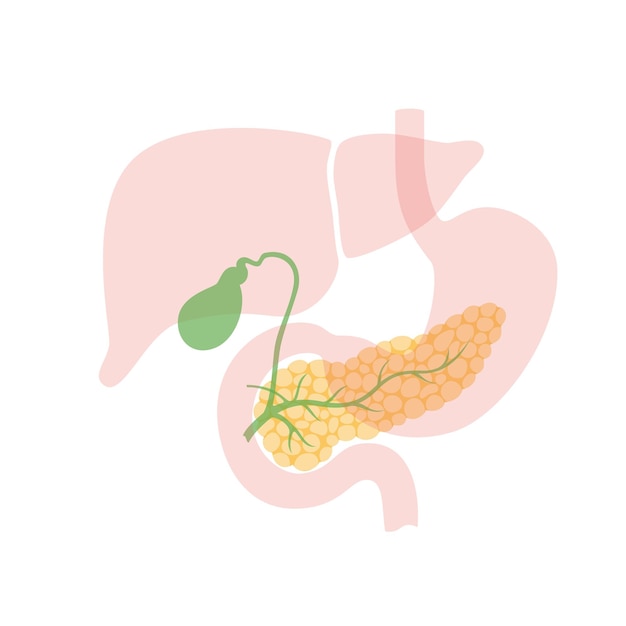 Pancreas en galblaas