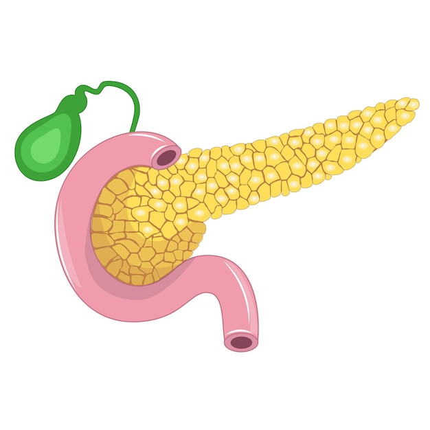 Vector pancreas and gall bladder illustration