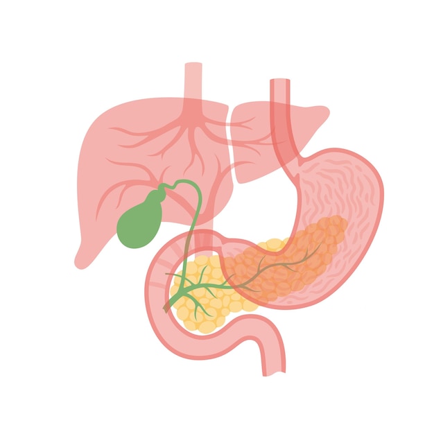 Vector pancreas and gallbladder