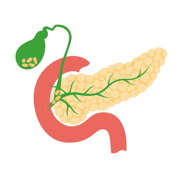 Vettore pancreas e cistifellea