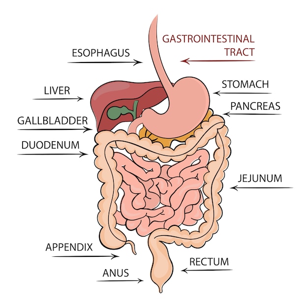 ベクトル 膵臓の胃腸管教育