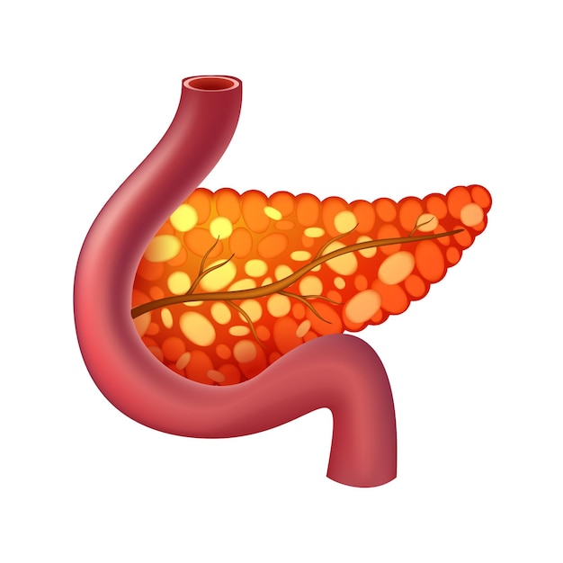 Pancreas of human Digestive system Realistic design Isolated Vector illustration