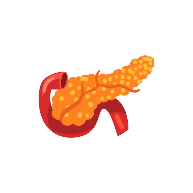 Vettore pancreas, vettore di anatomia dell'organo interno umano illustrazione isolato su sfondo bianco.