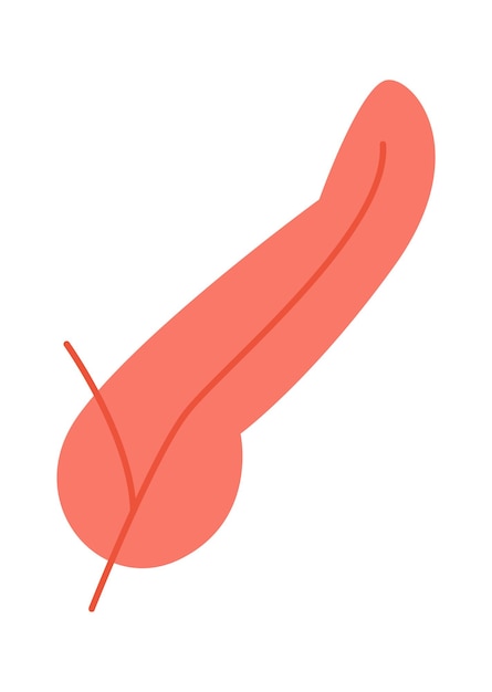 Pancreas human organ