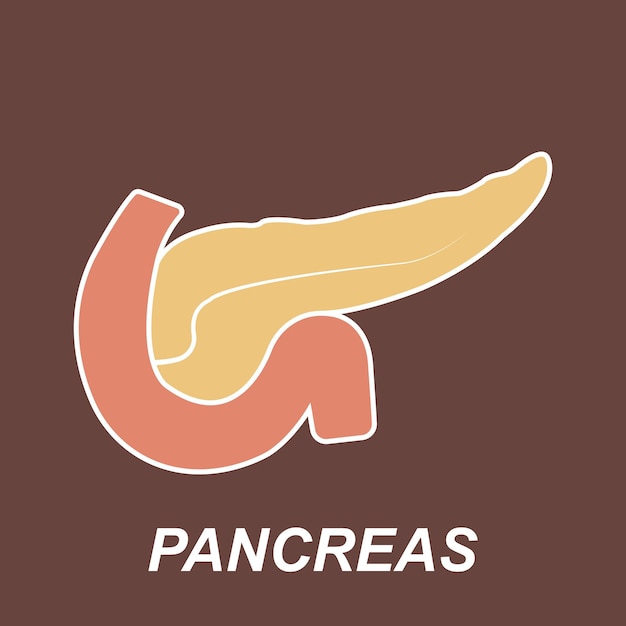 Vector pancreas icon