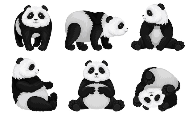 Vector panda animal in different poses vector set bear sitting and turning upsidedown on the ground funny mammal collection