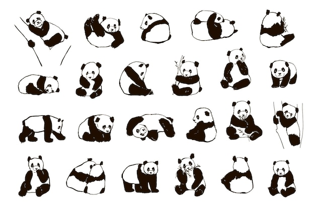 Panda dierlijke vector illustraties set