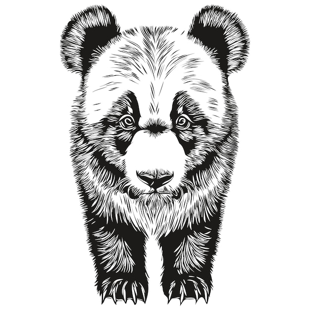 Panda sketch hand drawing of wildlife vintage engraving style vector illustration Pandas