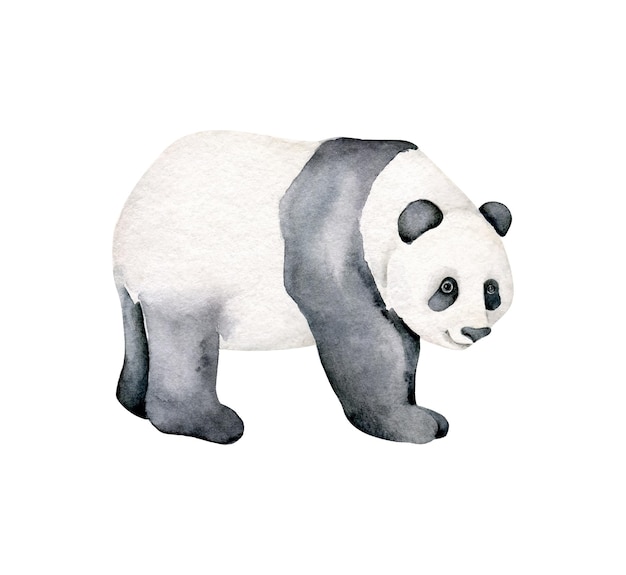 Vettore panda