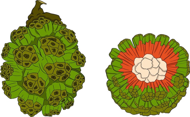 pandan fruit sargassum hand drawn colored tropical plant pandanus tectorius vector