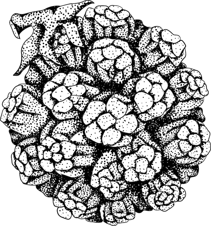 Vector pandan fruit sargassum hand drawn engraving tropical plant pandanus tectorius vector