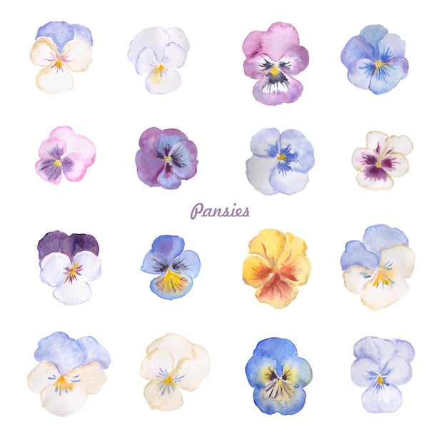 Pansies, pastel flowers, watercolor floral