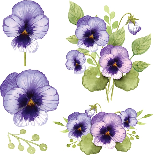 Pansies watercolor