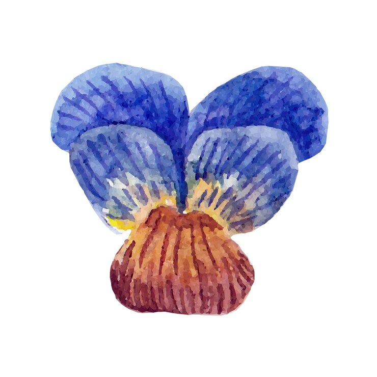 Vector pansy flowers clipart. hand drawn illustration