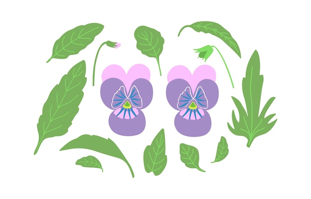 Vettore flori e foglie di pansy set di elementi pianta viola rosa viola illustrazione vettoriale disegnata a mano
