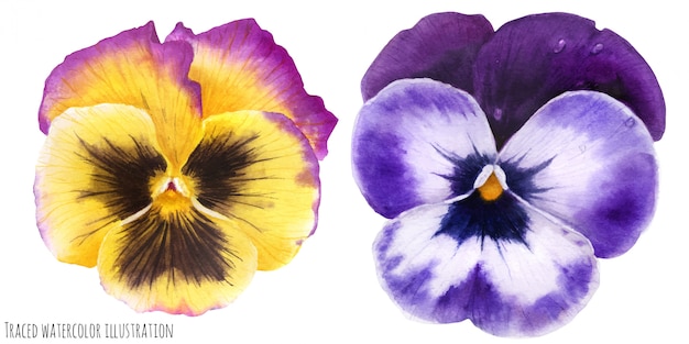 Vector pansy flowers