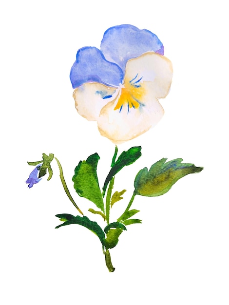 Pansy purple blue pastel pansies watercolor flower floral illustration botanical bloom
