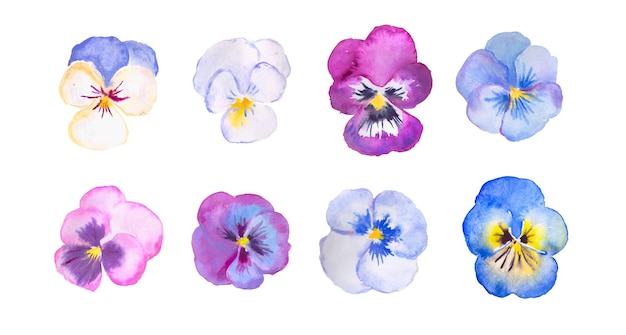 Pansy purple blue pink pastel pansies watercolor flower floral illustration botanical bloom