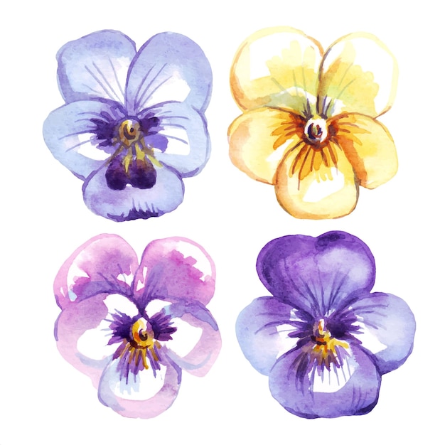 Viola del pensiero clipart dell'acquerello