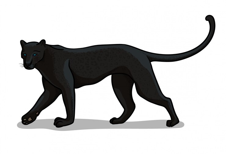 Vector panther big cat isolated in cartoon style. educational zoology illustration