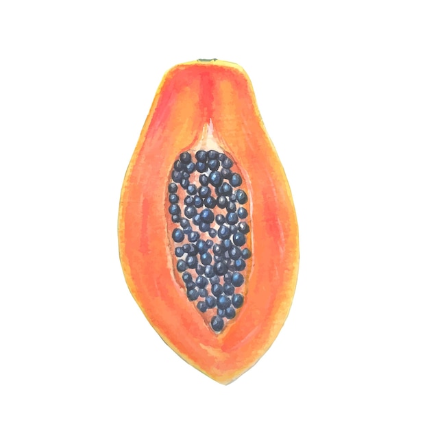 Vector papaya aquarel illustratie handgetekende geïsoleerd