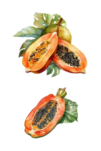 Vector papaya clipart isolated vector illustration