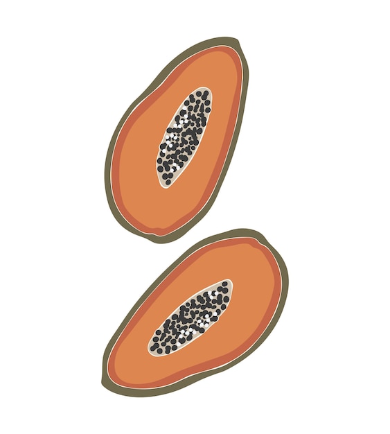 Papaya fruit illustration concept