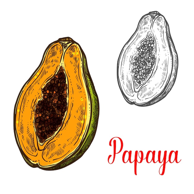 Papaya fruit sketch of exotic tropical berry