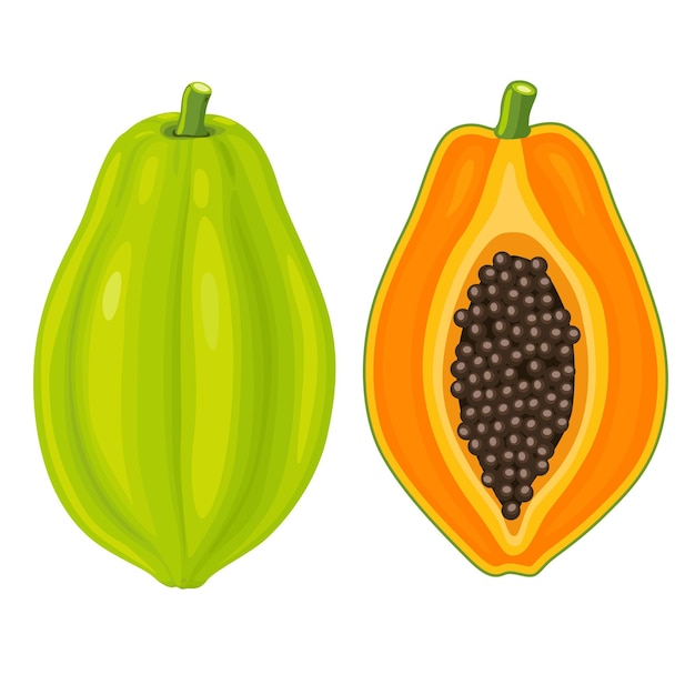 Papaya fruit vectorillustratie op een witte achtergrond