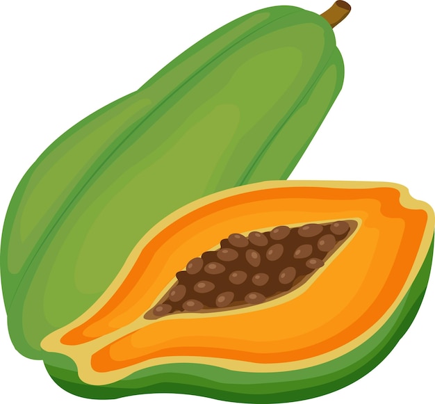 Vector papaya fruit vectorillustratie