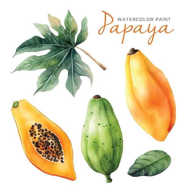 Vector papaya fruit watercolor paint collection