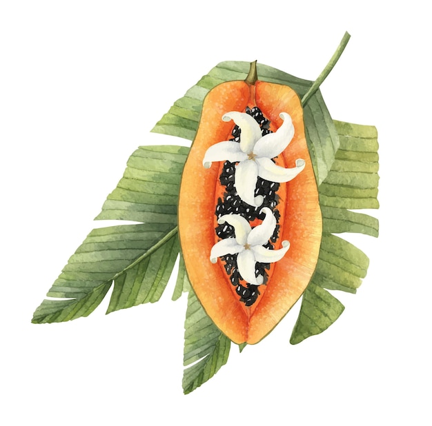 녹색 종려나무 잎과 포포 나무의 흰 꽃이 있는 파파야 과일. 손으로 그린 수채화