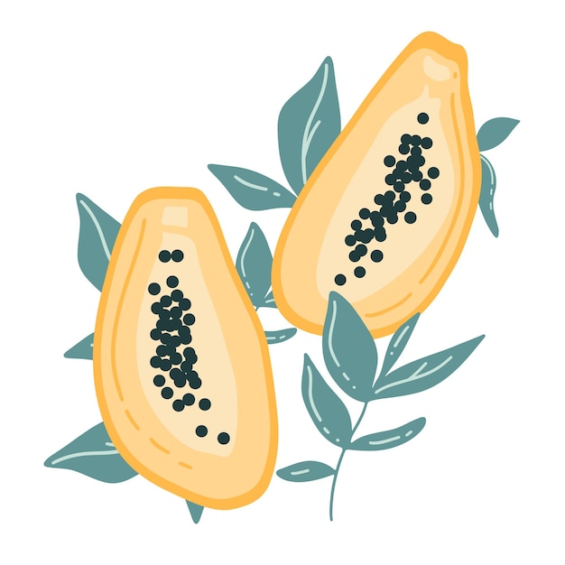 Papaya hand getrokken vector kleurrijke set tropisch en exotisch fruit met blad eenvoudige positieve tekening ideaal voor het afdrukken van kunst aan de muur poster