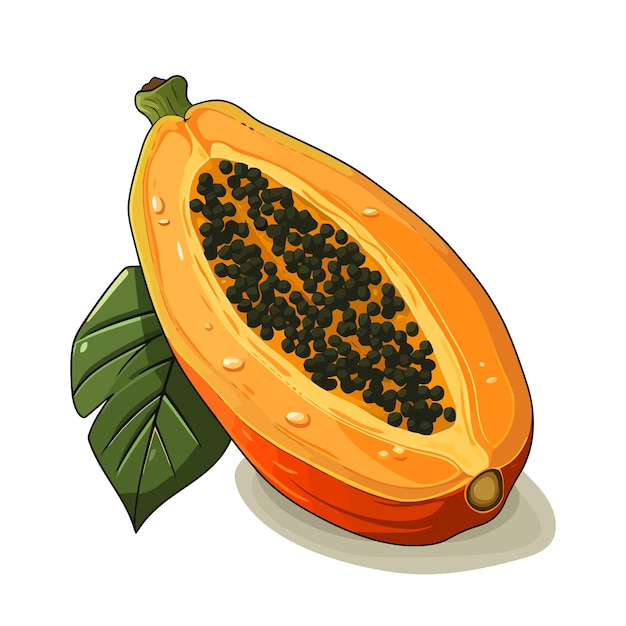 Papaya image isolated Vector illustration