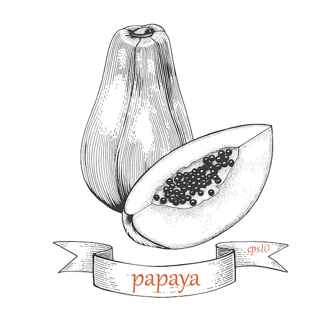 Papaya sketch hand drawn illustration.