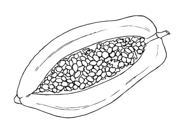 Эскиз папайи Ручной рисунок векторной иллюстрации сладких экзотических тропических фруктов Кусочек Таиланда Азиатская еда в белом и черном цветах на десерт Рисование на изолированном фоне в стиле линейного искусства