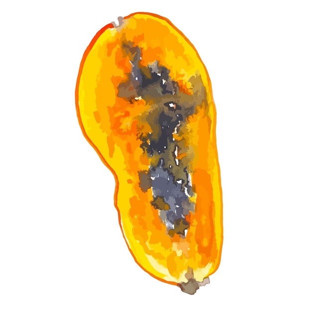 Papaya slice tropical fruit clipart watercolor illustration