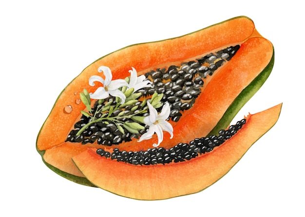 Papaya slices and white Flower of papaw tree Hand drawn watercolor illustration of orange exotic tropical fruit and plant Drawing on isolated background for food production label or any design