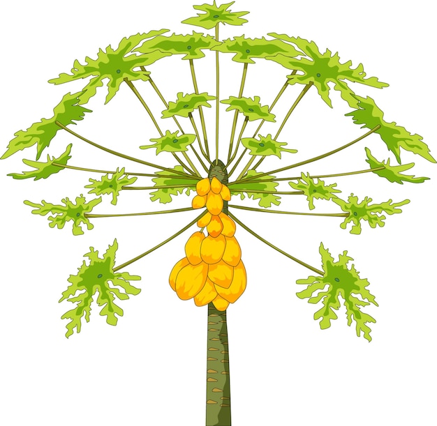 Vector papaya tree vector illustration