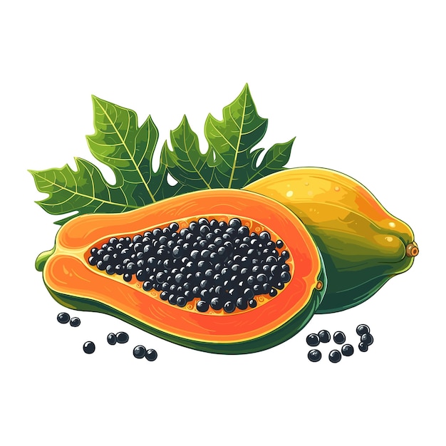 Vector papaya vector illustration