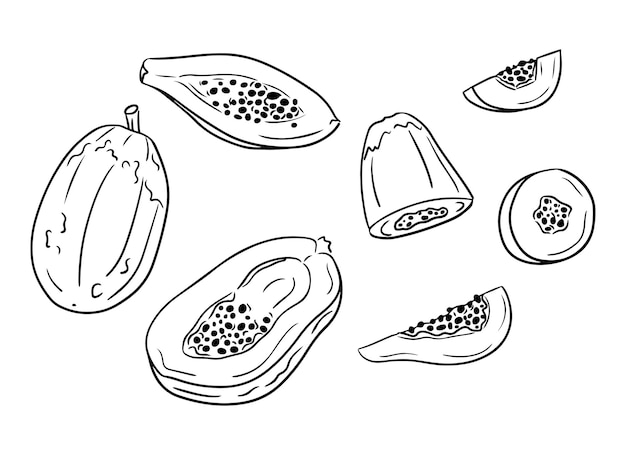 Vector papaya-vrucht met de hand getekende contourdoodle set