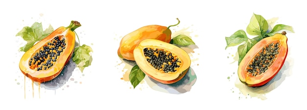 Papaya watercolor painting style illustration Vector set