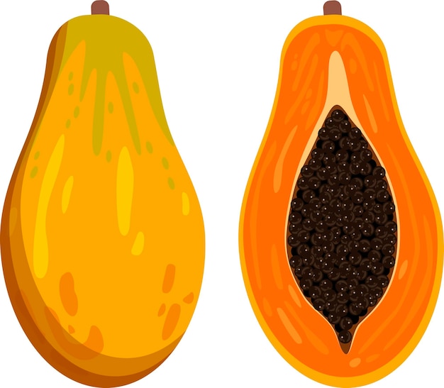 Vector papaya whole fruit and half vector illustration cartoon icon isolated on white