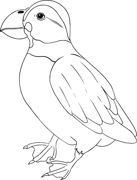 Papegaaiduiker. Vector schets van hand getrokken vogel. Lineaire dierenkunst.