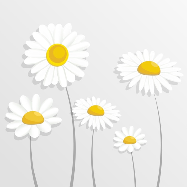 Paper flower Chamomile Daisies on white background White Flowers cut out of paper