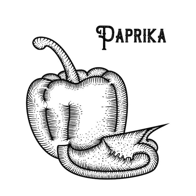 Vettore paprika disegnata a mano