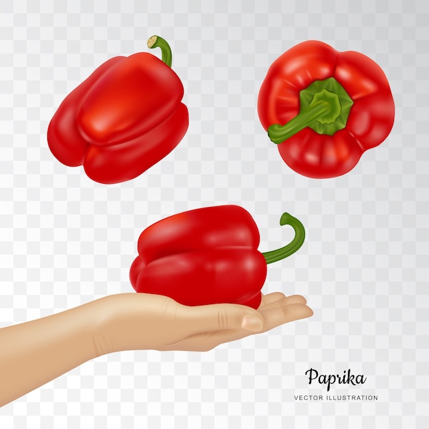 Vettore illustrazione di paprika